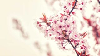 小説「葉桜の季節に君を想うということ」ネタバレ感想